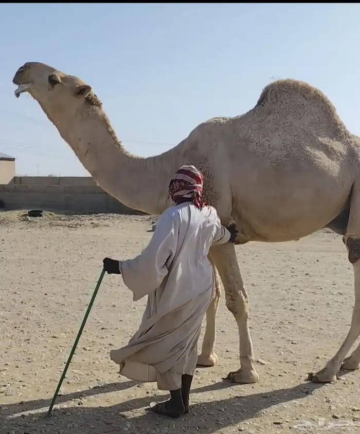 قعود فحل عملاق وساس طيب 0