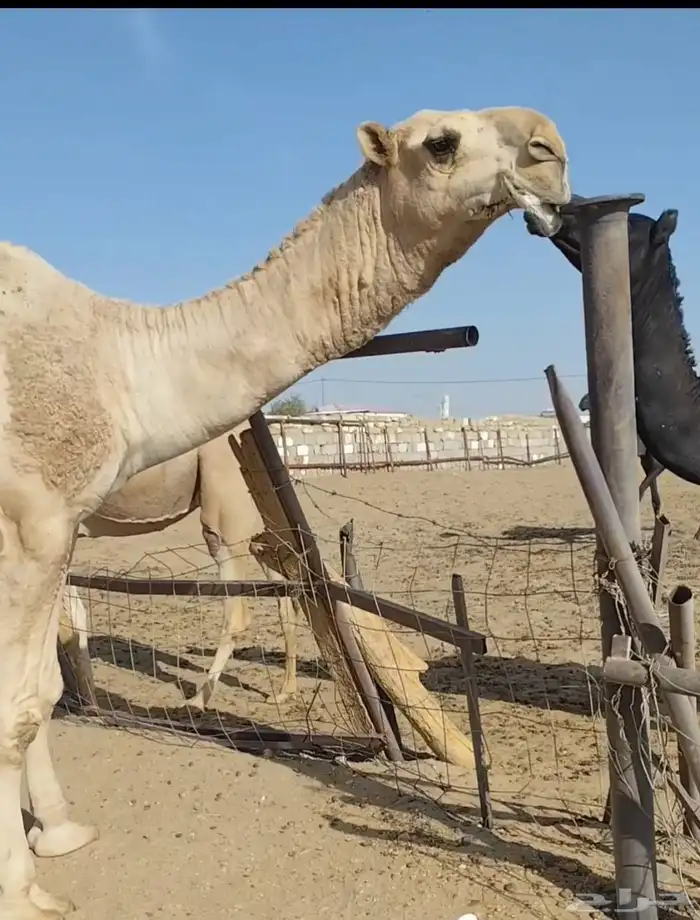 قعود فحل عملاق وساس طيب 1