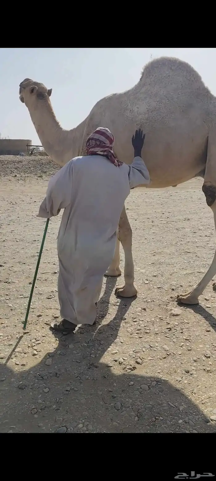 قعود فحل عملاق وساس طيب 2