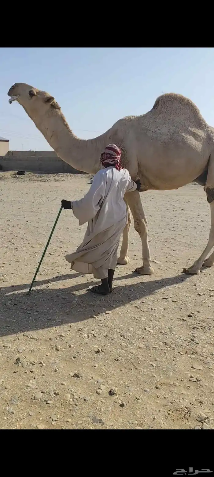 قعود فحل عملاق وساس طيب 3