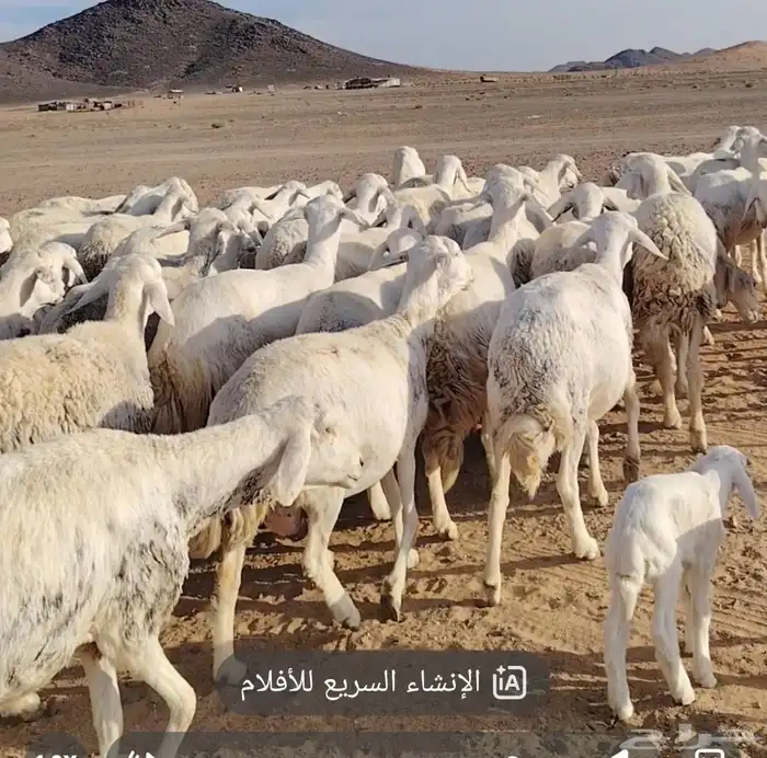 غنم حريه دفيع شرط فحص سونار مراح واحد طيبه بالحيل 0