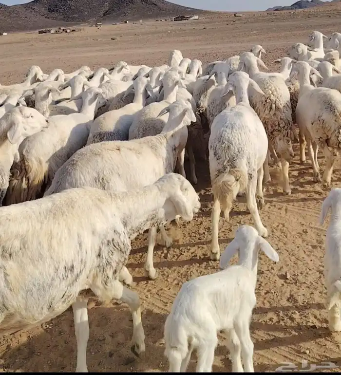 غنم حريه دفيع شرط فحص سونار مراح واحد طيبه بالحيل 1