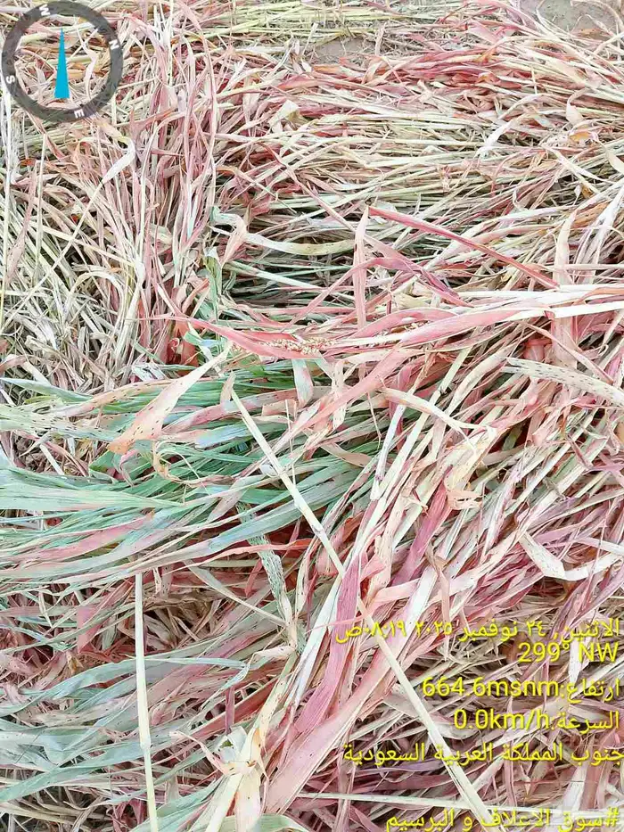 دره رشاش ناعم جديد لون أبيض واخضر من وادي الدواسر 1