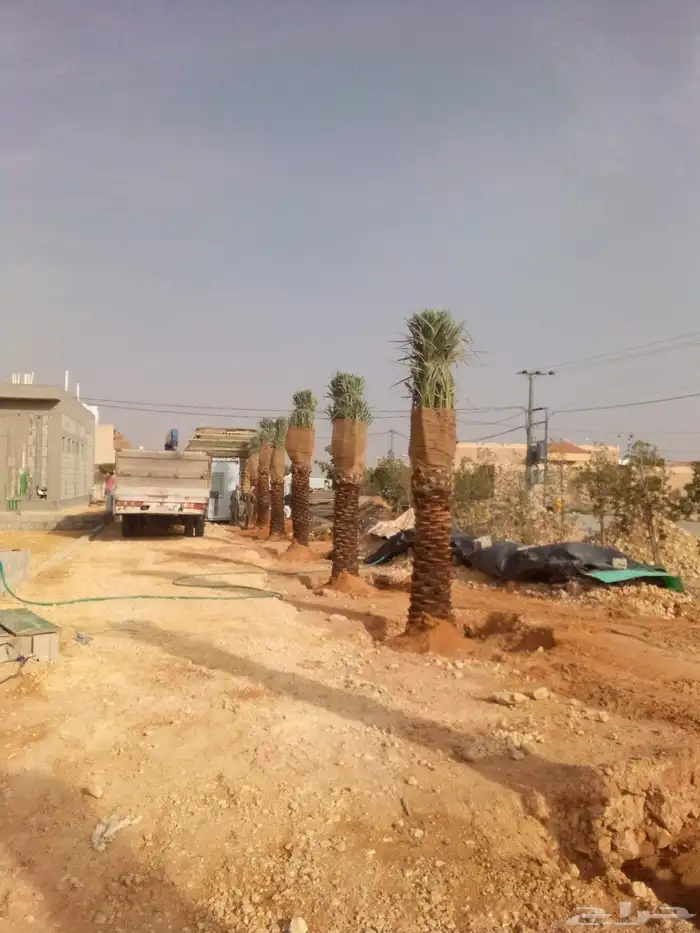 نخل واشنطني نخل مثمر صقعي هلالي ونانه اخلاص سكري برحي غر سلج 2