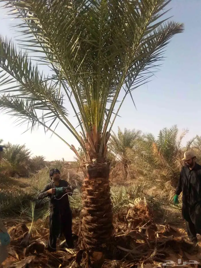 نخل واشنطني نخل مثمر صقعي هلالي ونانه اخلاص سكري برحي غر سلج 1