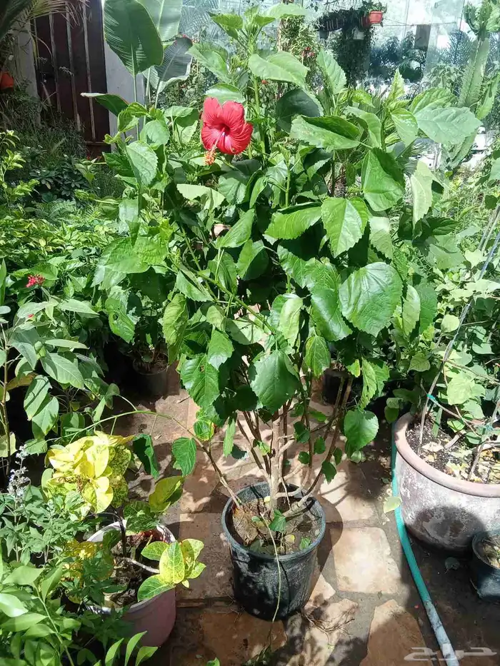 مشتل زراعي 0