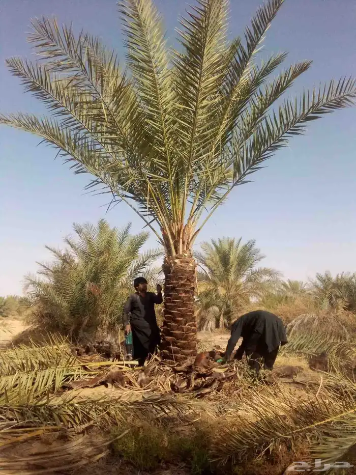 نخل واشنطني نخل مثمر صقعي هلالي ونانه اخلاص سكري برحي غر سلج 0