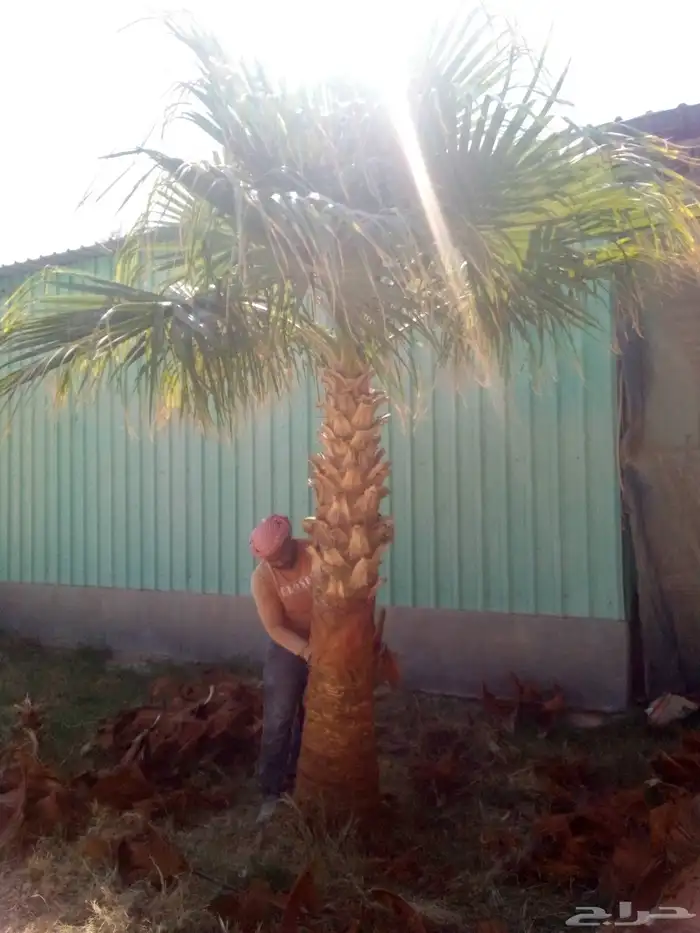 نخل واشنطني نخل مثمر صقعي هلالي ونانه اخلاص سكري برحي غر سلج 9