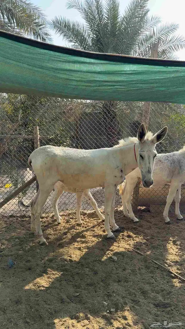 حماره حساويه 2