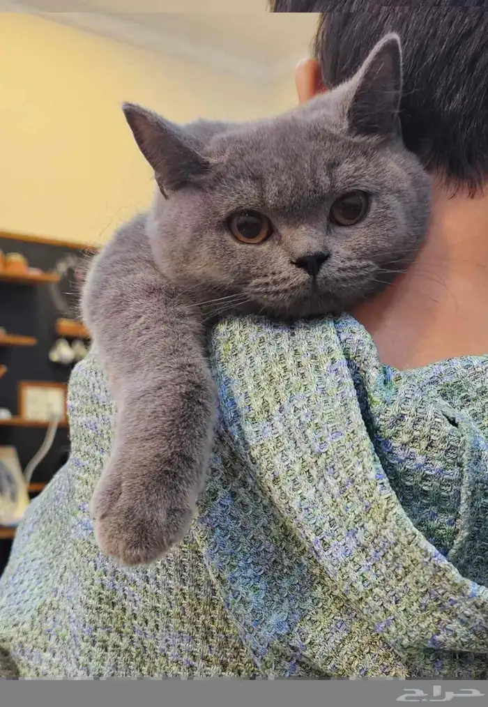 سكوتش بيور 0