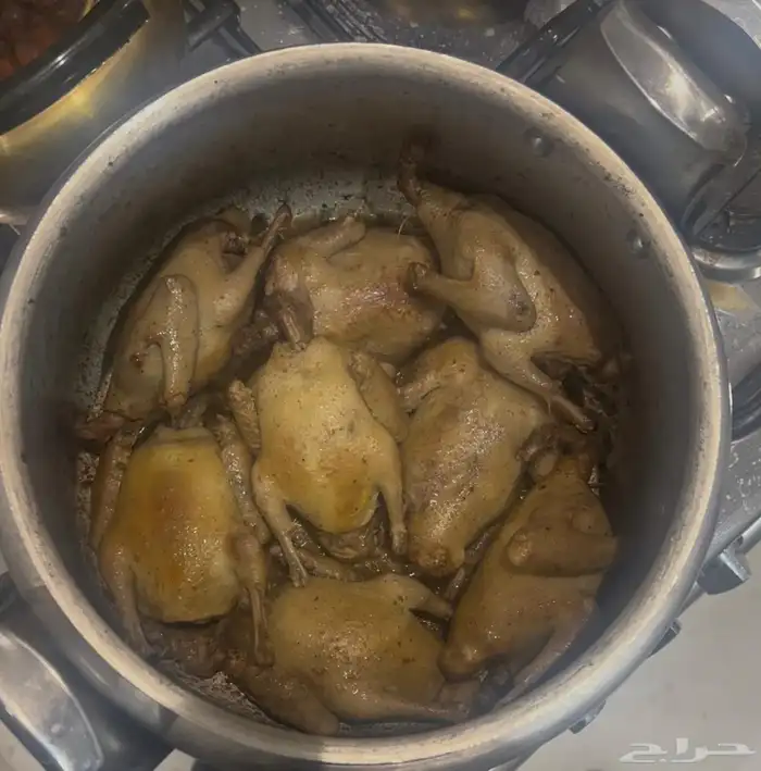 زغاليل فرنسي تربيه خاصة 0