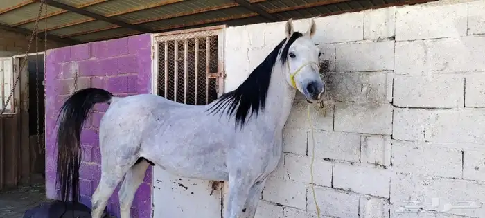 حصان عربي أصيل موضح فشهاده 0