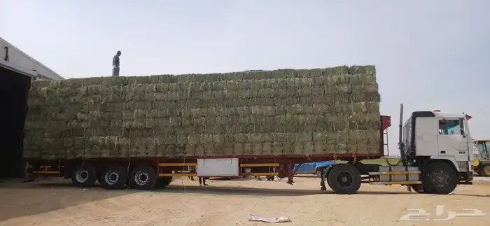 رودس ناعم لبانه جندير 2