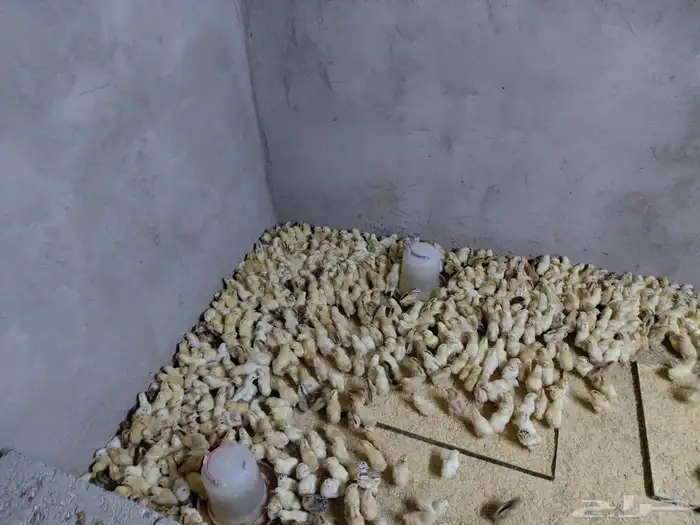 صوص بلدي الوان فواتح للبيع 4