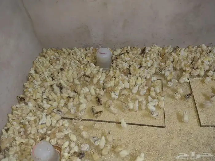 صوص بلدي الوان فواتح للبيع 3