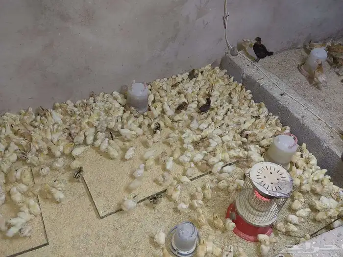 صوص بلدي الوان فواتح للبيع 0