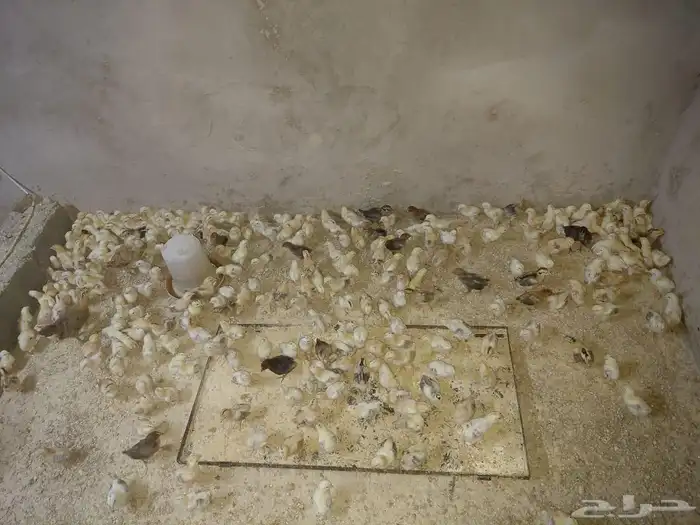 صوص بلدي الوان فواتح للبيع 2