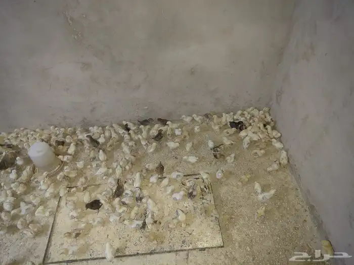 صوص بلدي الوان فواتح للبيع 1