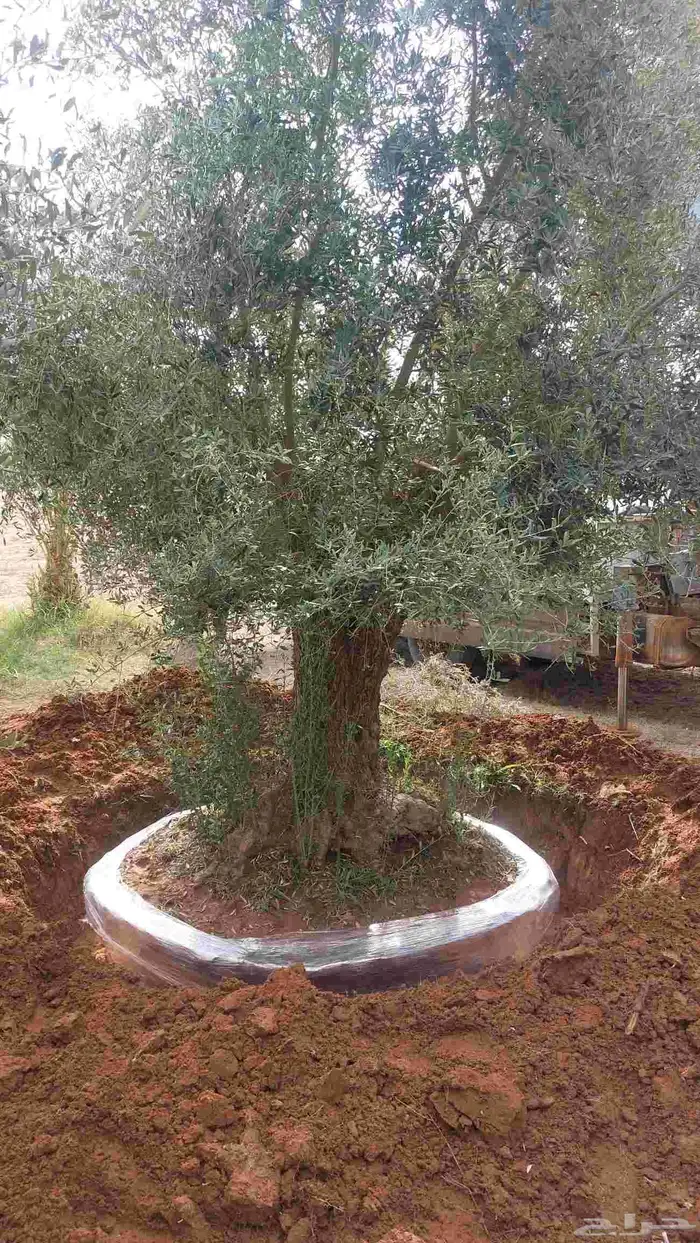 شجر زيتون طبيعي معمر للبيع شحن لجميع مناطق المملكة 0