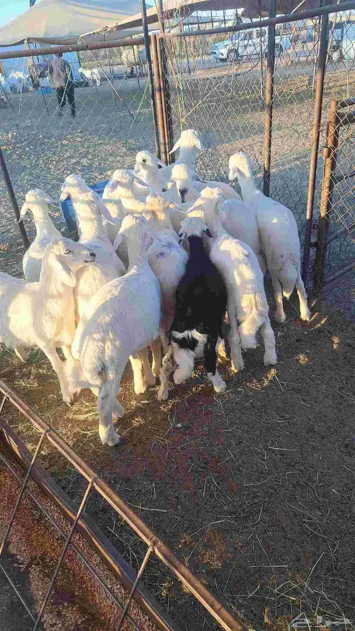 بهم عدد 14 خرفان ورخال من مراح واحد سليم من الامراض والخراج 1