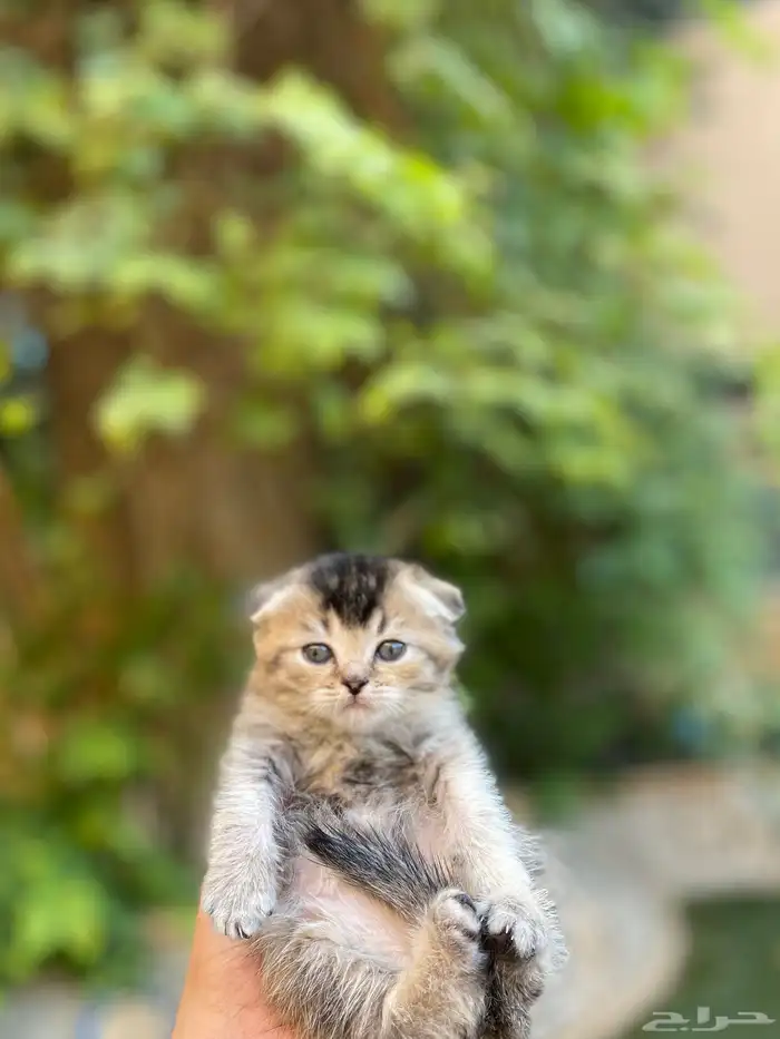 سكوتش فولد بيور مطعمين مدربين للبيع ولايوجد تبني 1