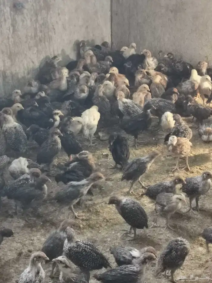 العرض صوص فيومي وبلدي بعمرشهر وأكثر 0