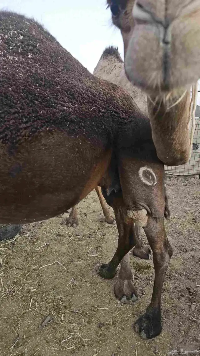 أعرض لكم ناقه لقحه مصفر 2