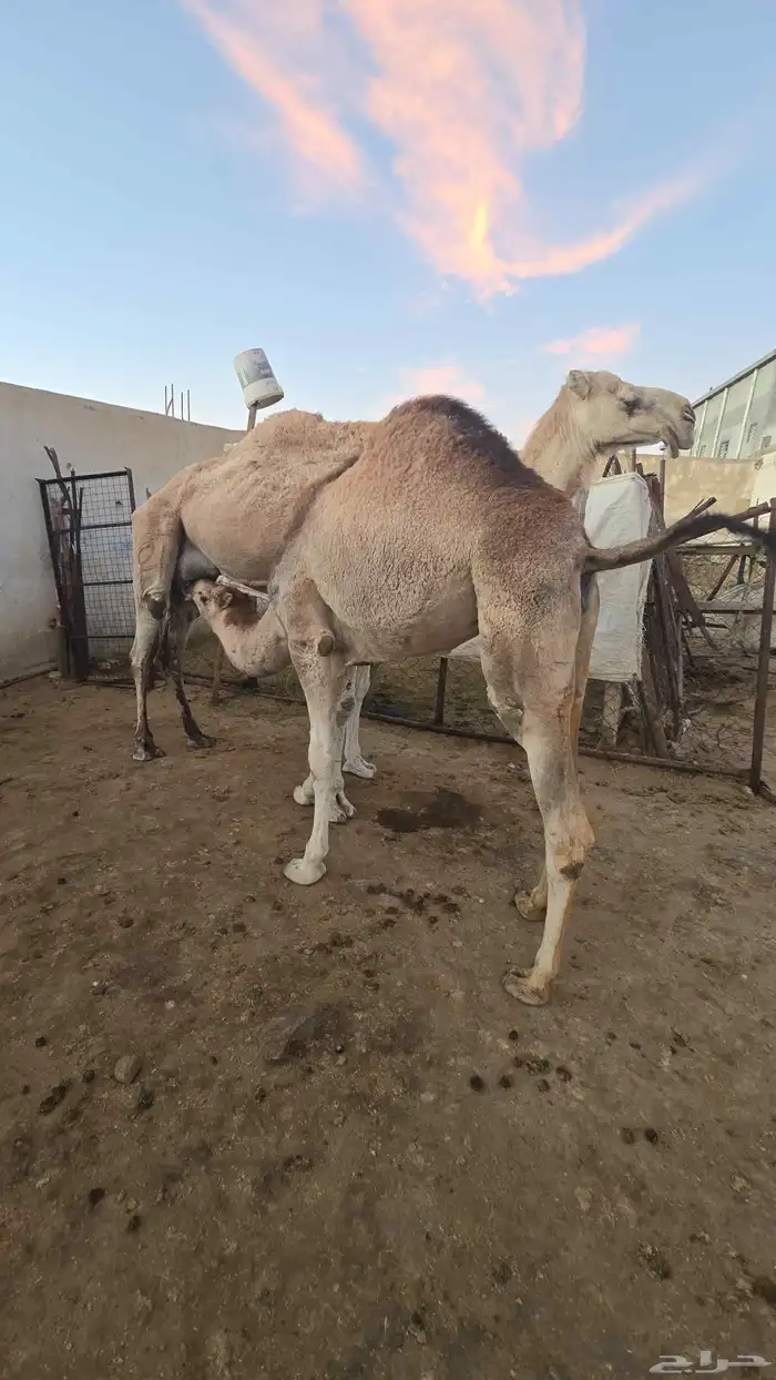 قعود وبكره ع حليب امهاتها 1