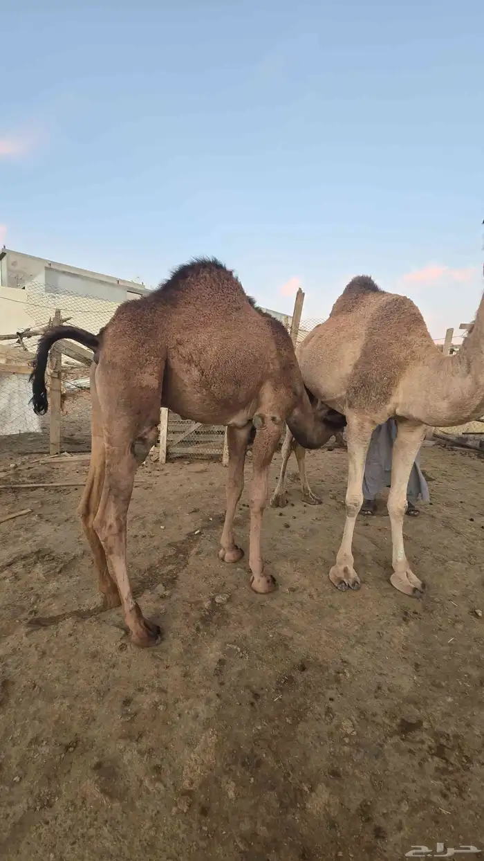 قعود وبكره ع حليب امهاتها 0