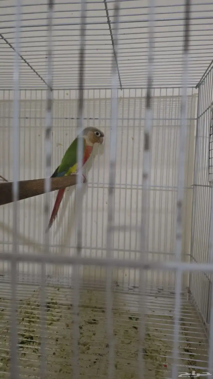 جوز كنيور اناناس 2