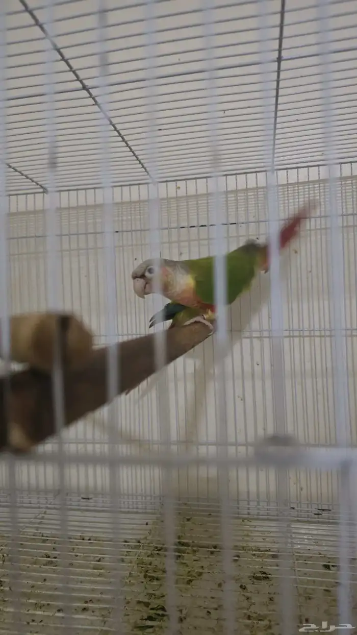 جوز كنيور اناناس 1