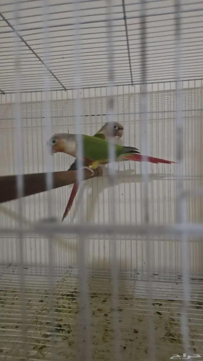 جوز كنيور اناناس 0