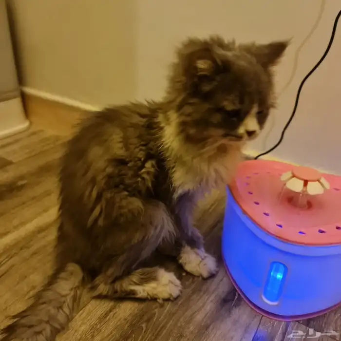 قط شيرازي للتبني 1