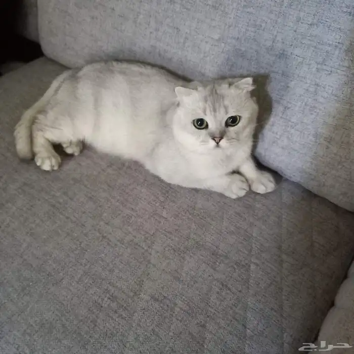 قطه ستريت سكوتش انثى 0