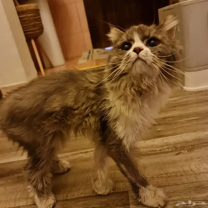 قط شيرازي للتبني 0