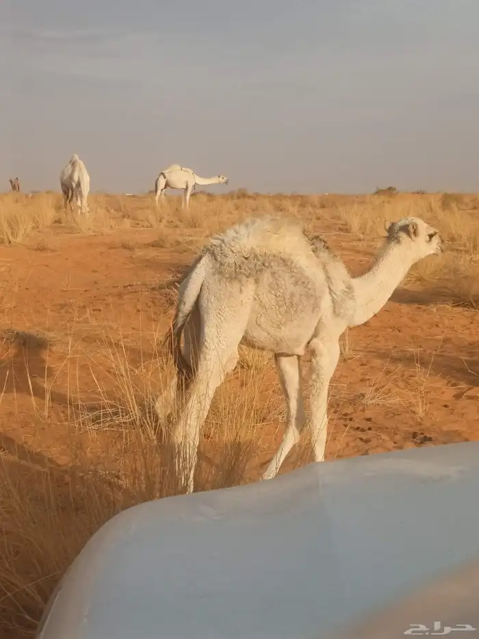 حشوان قصب عدد 2 للبيع 1