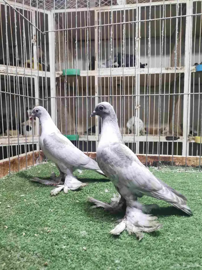 طبه فينا رديوس 2