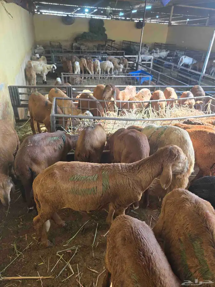 سواكني تربيه 0