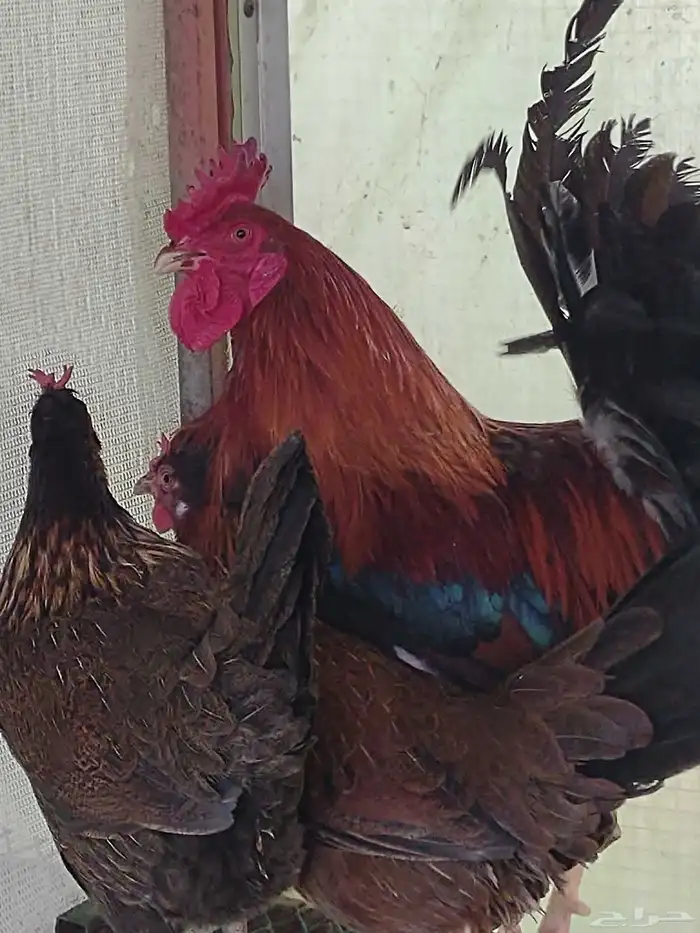 طقم بلدي ترثة فري عشاري 6