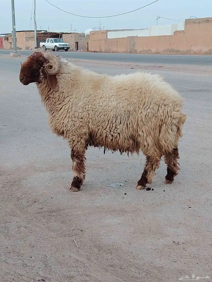 فحل نعيم فاخر جبار ولون وسناد وروس السن ثني يوجد فيديو واضح 0