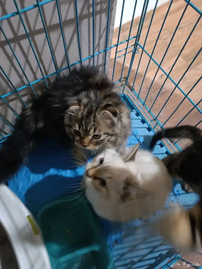 تبني قطط سكوتش 0