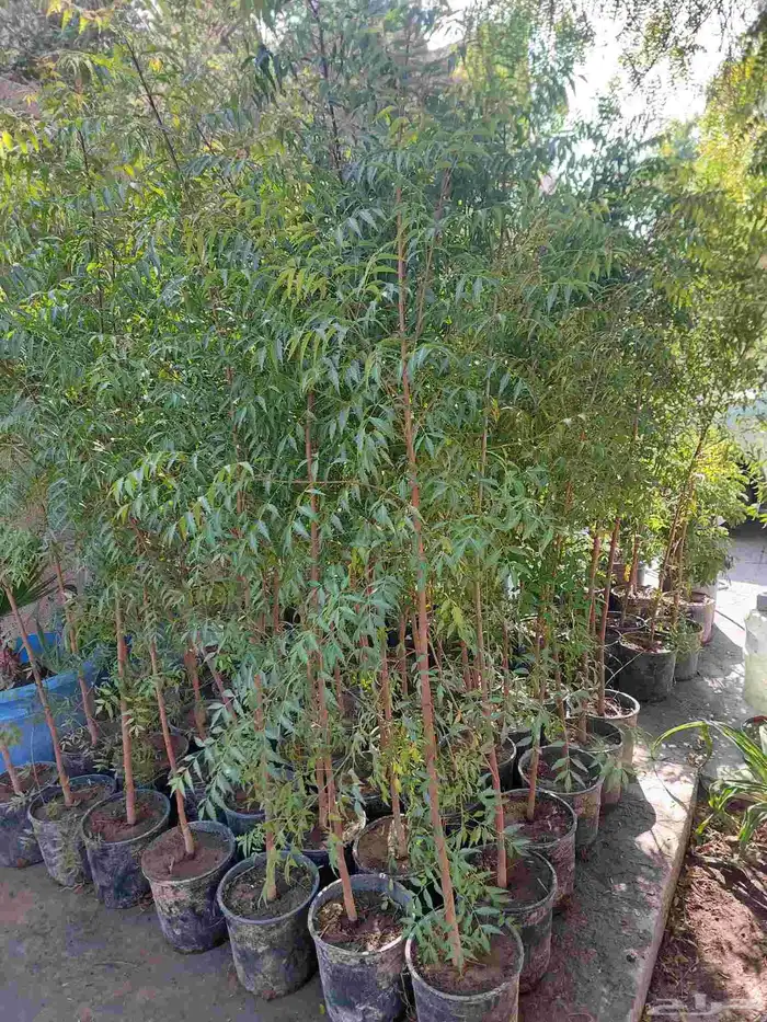 شجر نيم ارتفاع 2 متر 0