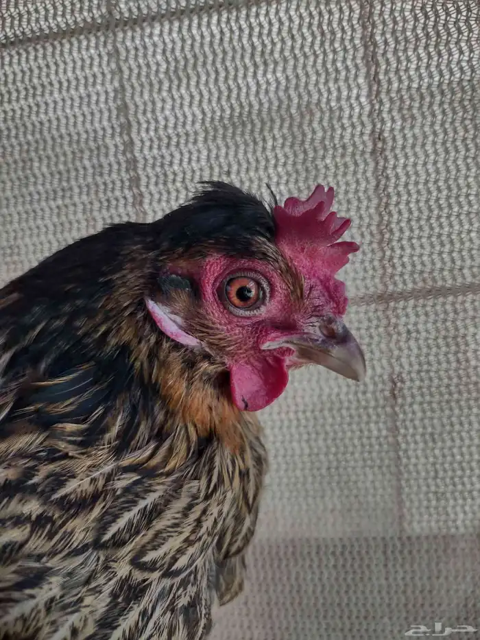 طقم بلدي ترثة فري عشاري 0