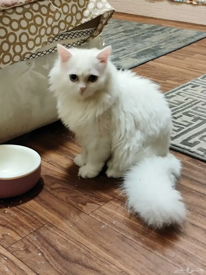 ققط للتبني نظيفه 0