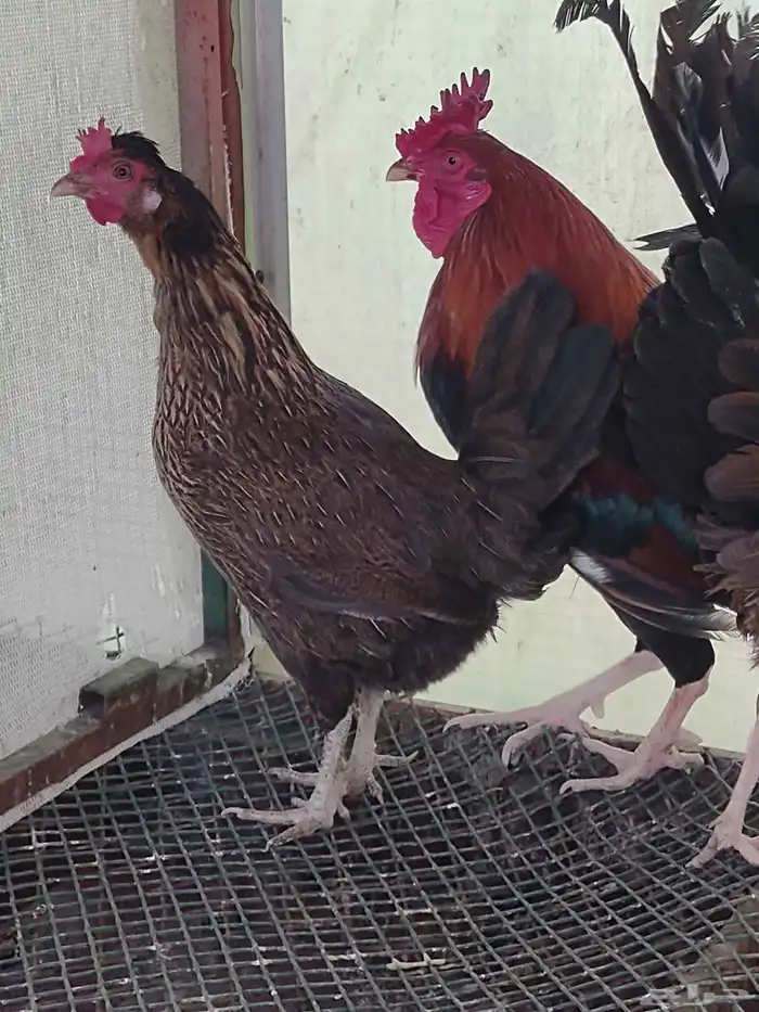 طقم بلدي ترثة فري عشاري 8