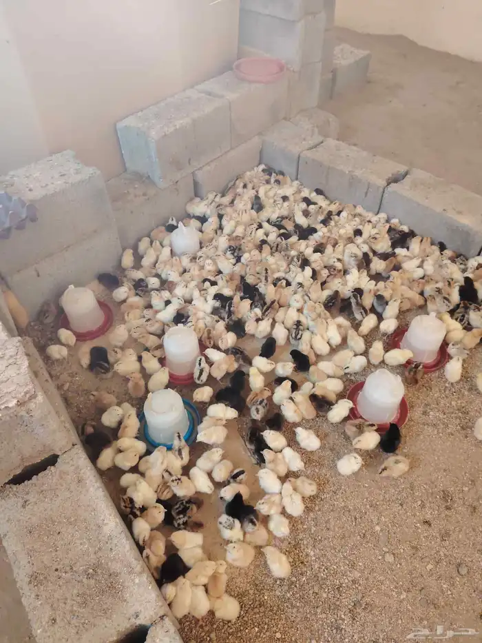 صوص بلدي مكه المكرمه 1