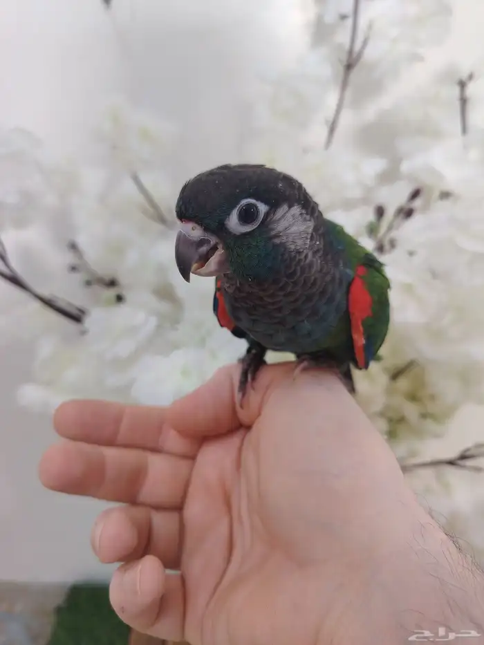 كنيور بيرلي هدد(( تم البيع)) 0