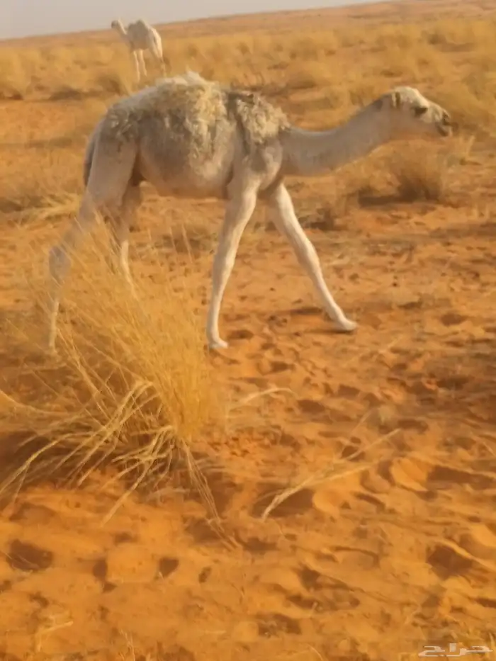 حشوان قصب عدد 2 للبيع 0