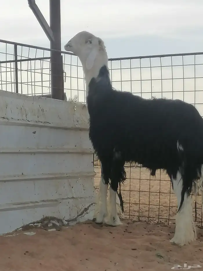 فحل نجدي صنف 0