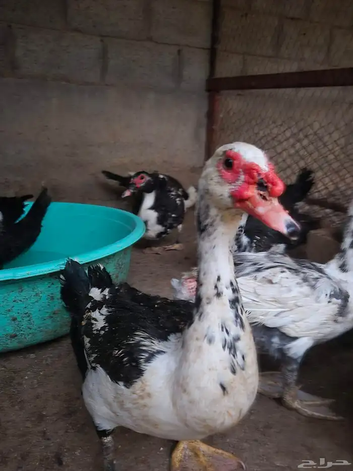 بط مسكوفي ذكور للبيع 0